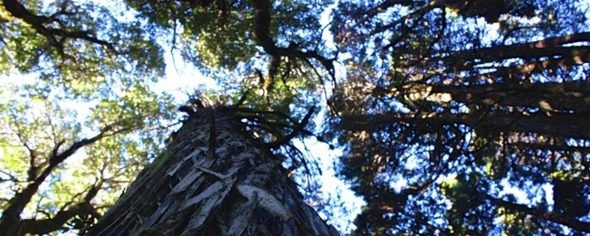 Alerce chileno de más de 5.000 años de antiguedad, el árbol más viejo del planeta  - Sputnik Mundo, 1920, 31.05.2022