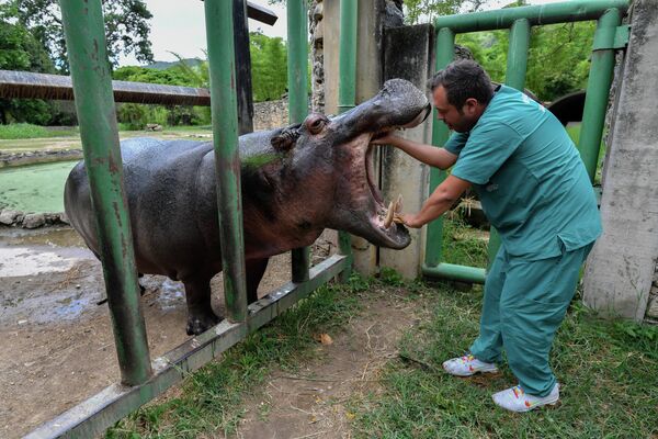 Un veterinario examina a un hipopótamo en el zoológico de Caricuao, en Caracas, Venezuela. - Sputnik Mundo