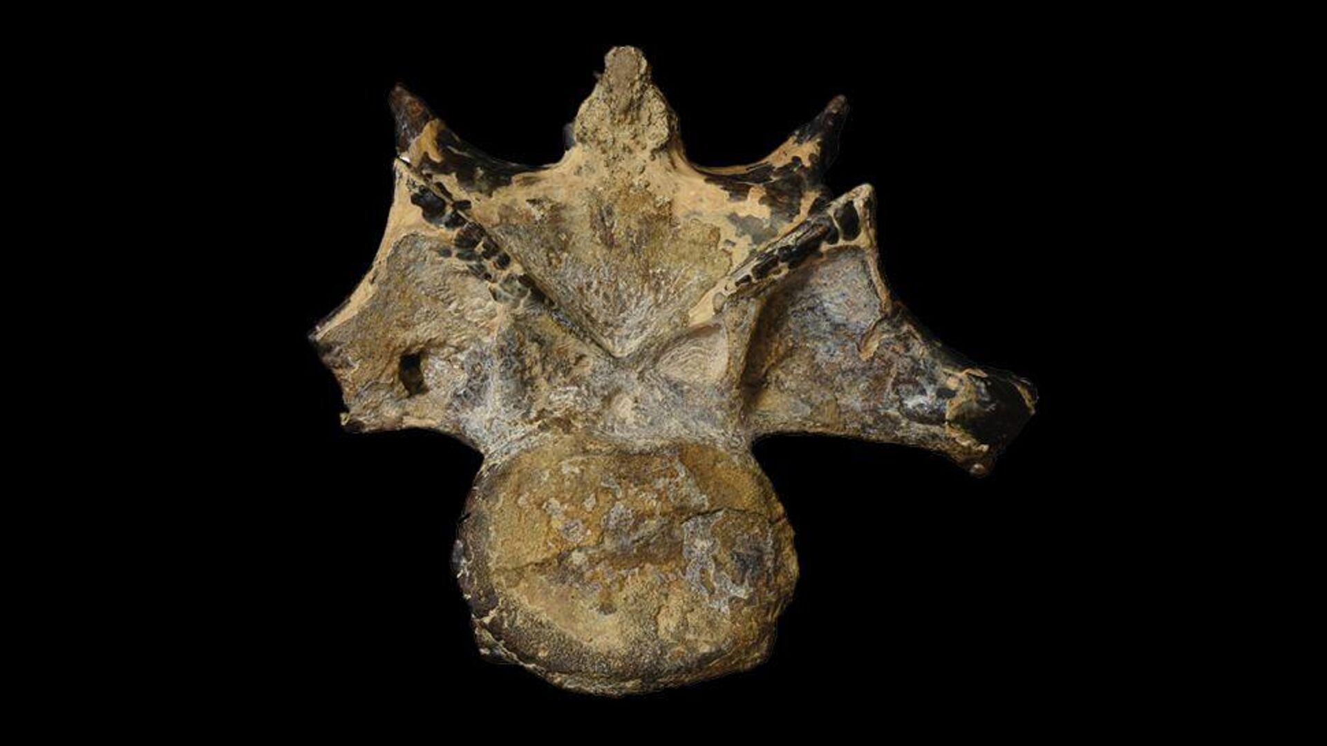 Esta vértebra del cuello de un abelisáurido procedente del oasis de Bahariya (Egipto) es la primera evidencia de este grupo de dinosaurios que se encuentra en ese rico yacimiento fósil.  - Sputnik Mundo, 1920, 14.06.2022