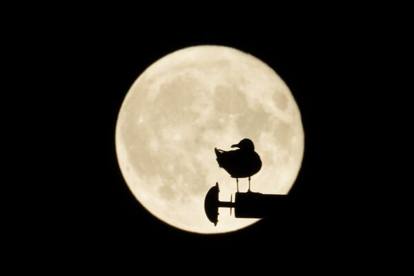 La silueta de una gaviota con el fondo de la superluna en Roma, Italia. - Sputnik Mundo