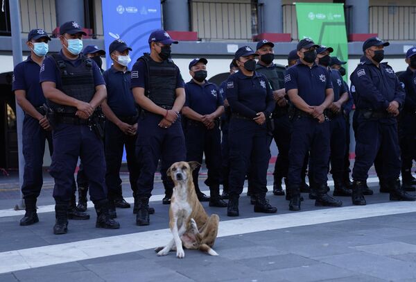 Un perro callejero frente a un cordón policial en Izúcar de Matamoros, México. Se han intensificado las patrullas en varias ciudades mexicanas tras la muerte masiva de migrantes en San Antonio. - Sputnik Mundo