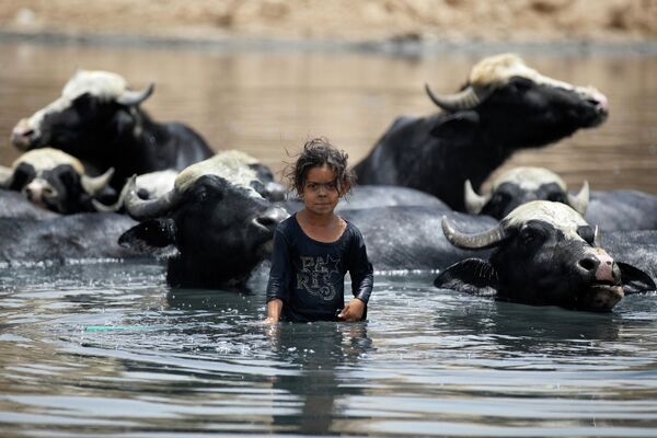 Una niña pastora baña a los búfalos en el río Diyala, afluente del Tigris, en Irak. - Sputnik Mundo