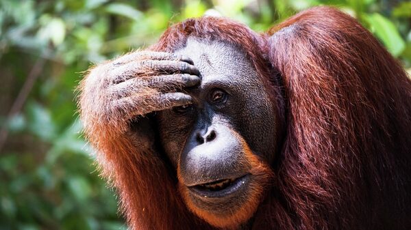 Un orangután (imagen referencial) - Sputnik Mundo
