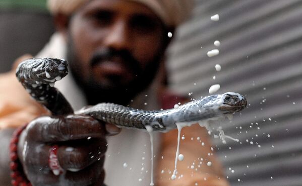 Un encantador de serpientes actúa en el festival religioso Naag Panchami en Jalandhar, la India, en 2014. - Sputnik Mundo