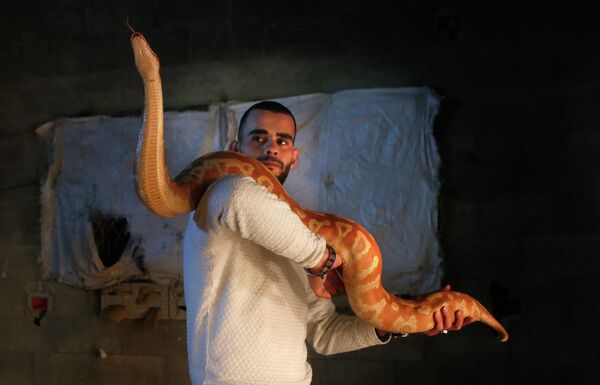 El aficionado de las serpientes Omar Ibrahim, de Palestina, que ha criado 40 serpientes de especies raras en cinco años, con una pitón tigre en su casa de Nablus, Cisjordania. - Sputnik Mundo