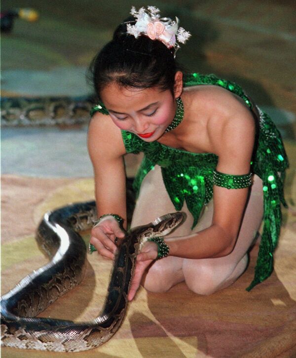 Thu Hang, de 19 años, actúa con una serpiente en un circo en Hanói, Vietnam, en 1998. - Sputnik Mundo