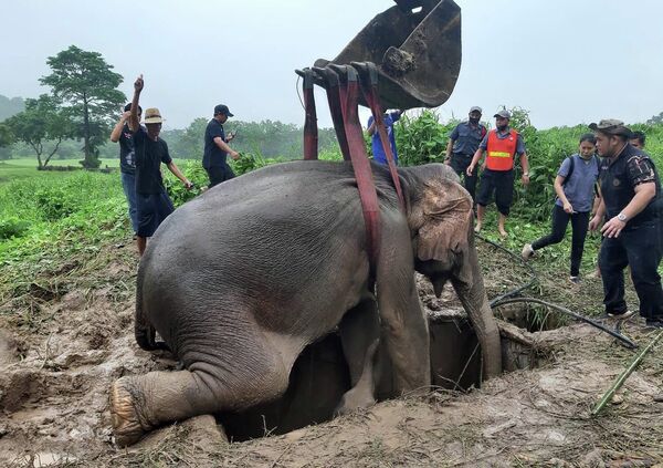 Los rescatistas apartan a una hembra de elefante de un agujero en el cual ha caído su cría durante una operación de rescate en la provincia central tailandesa de Nakhon Nayok. - Sputnik Mundo
