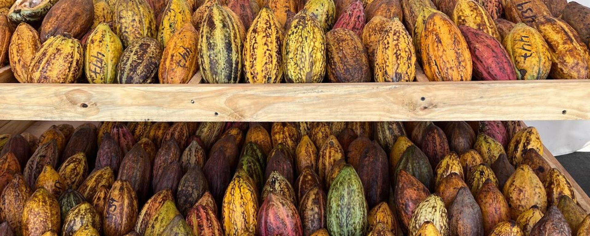 Cacao y chocolates en la Expoferia Cacao y Ron Miranda 2022 - Sputnik Mundo, 1920, 28.07.2023