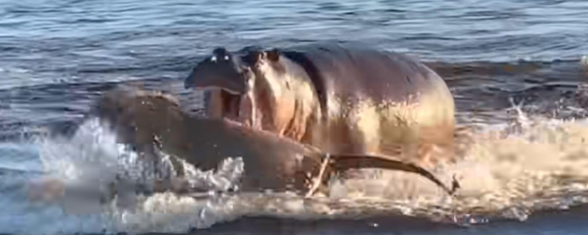 Un hipopótamo ataca a varios leones en su rio - Sputnik Mundo, 1920, 16.07.2022