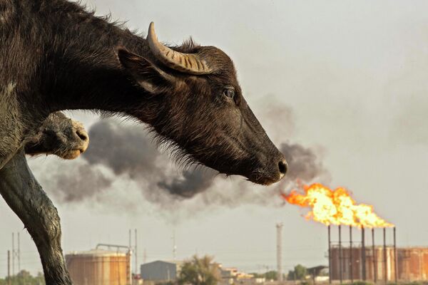 Un búfalo de agua frente a plataformas petrolíferas en la provincia de Basora, al sur de Irak. - Sputnik Mundo