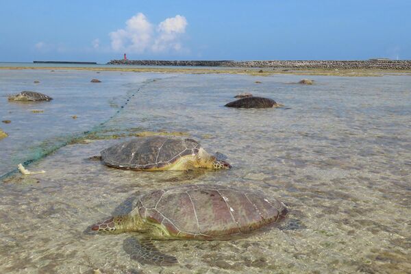 Tortugas marinas verdes fueron encontradas apuñaladas en la costa de la remota isla de Kumejima en Japón. Un pescador local confesó haber acuchillado unas 30 tortugas de la lista roja atrapadas en sus redes de pesca.
 - Sputnik Mundo