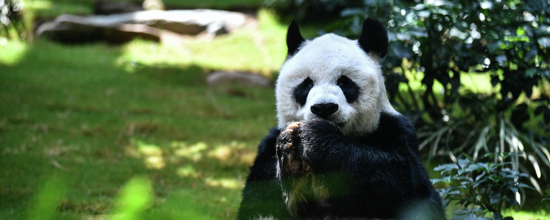 An An, panda más longevo del mundo en Hong Kong - Sputnik Mundo, 1920, 22.07.2022