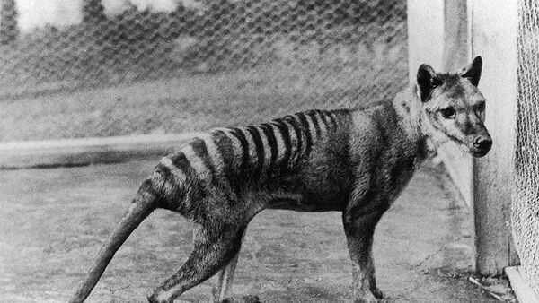 El Tigre de Tasmania se extinguió en 1936. - Sputnik Mundo
