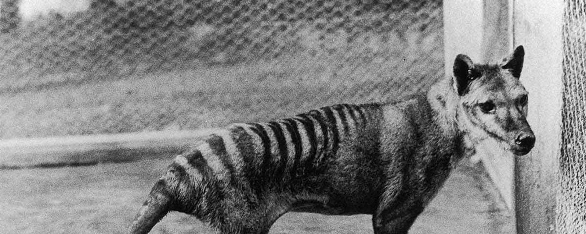 El Tigre de Tasmania se extinguió en 1936. - Sputnik Mundo, 1920, 20.09.2023