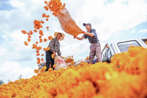Recogida de cempasúchiles en Bijie, provincia de Guizhou, China. - Sputnik Mundo