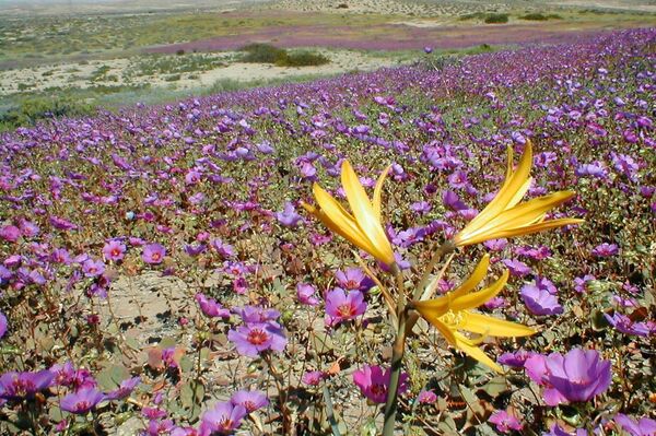¿Flores en el desierto? Chilenos esperan expectantes este fenómeno - Sputnik Mundo