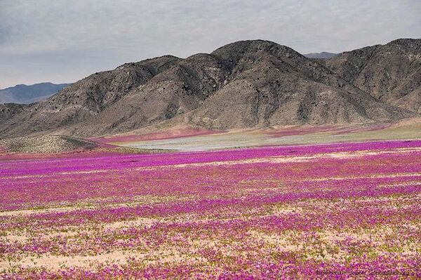 ¿Flores en el desierto? Chilenos esperan expectantes este fenómeno - Sputnik Mundo