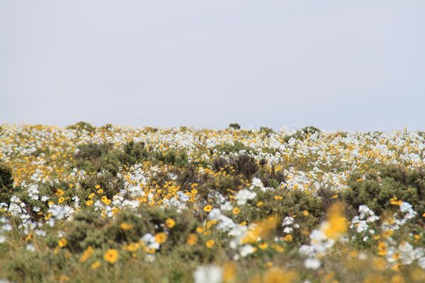 ¿Flores en el desierto? Chilenos esperan expectantes este fenómeno
 - Sputnik Mundo