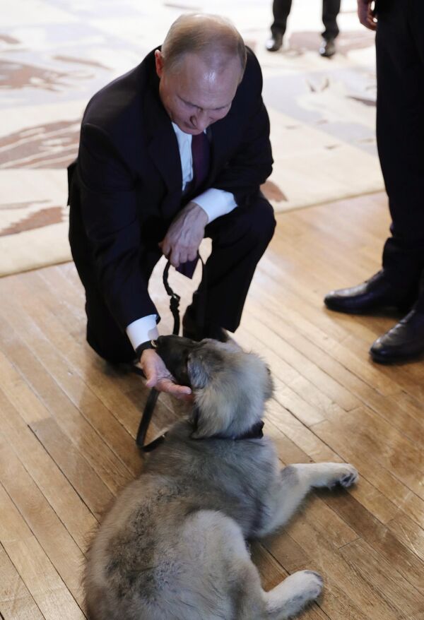 El presidente ruso, Vladímir Putin, con un cachorro de pastor Sharplanin llamado Pasha que le regaló el presidente serbio, Aleksandar Vucic, en Belgrado, en 2019. - Sputnik Mundo