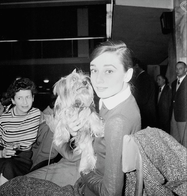 La famosa actriz estadounidense Audrey Hepburn con un yorkshire terrier llamado Famous en el aeropuerto de Ciampino en Roma, Italia, 1958. - Sputnik Mundo