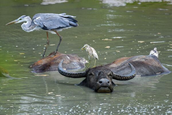 Los pájaros se sientan sobre los búfalos que nadan en el Parque Nacional de Yala, en el sureste de Sri Lanka. - Sputnik Mundo
