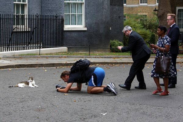 La gente se saca fotos del famoso gato Larry frente a la residencia del primer ministro británico en Downing Street, Londres. - Sputnik Mundo