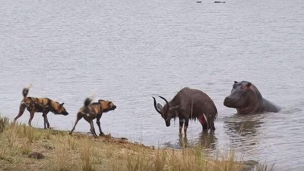 Un toro que lucha contra perros salvajes e hipos es atrapado por un cocodrilo - Sputnik Mundo