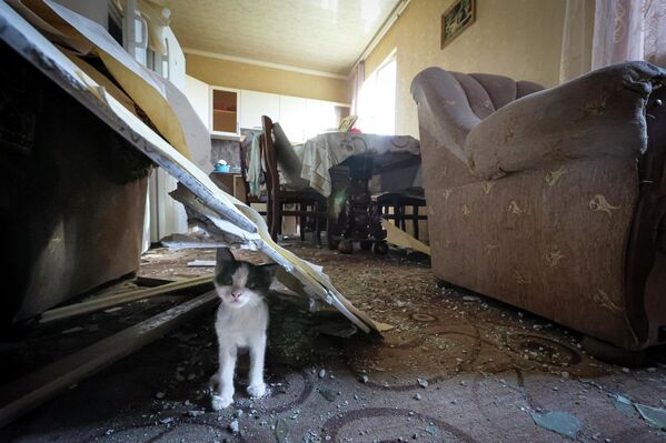 Un gato en una casa destruida en el pueblo de Sotk (Armenia) tras los bombardeos por fuerzas de Azerbaiyán. - Sputnik Mundo