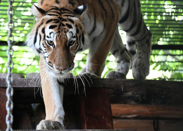El tigre del Amur es una de las mayores y más raras subespecies de tigre. Habita en el Extremo Oriente ruso y en Manchuria (China). El tamaño de la población en Extremo Oriente ha alcanzado ya los 650 tigres gracias a los serios esfuerzos de conservación. - Sputnik Mundo
