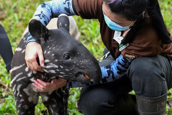 El tapir malayo o asiático es el único tapir de Asia. Se encuentra en Tailandia, Sumatra, Birmania y Malasia. Según la leyenda local, fue creado a base de cuatro especies diferentes de animales. Cada año disminuye el número de estos increíbles animales debido a la deforestación de sus hábitats y a la caza furtiva masiva. En la foto: una cría de tapir malayo. Su color de manchas difiere del de un animal adulto. - Sputnik Mundo