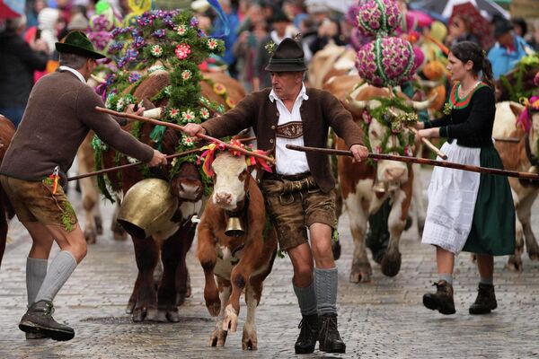 Los ganaderos bávaros devuelven el ganado de los pastizales de verano en los alrededores de Berchtesgaden, Alemania. - Sputnik Mundo