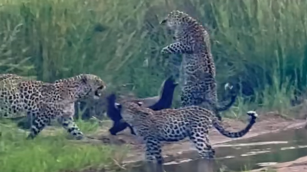 Tres leopardos se enfrentan a un tejón de la miel, pero pronto se arrepienten de esto - Sputnik Mundo