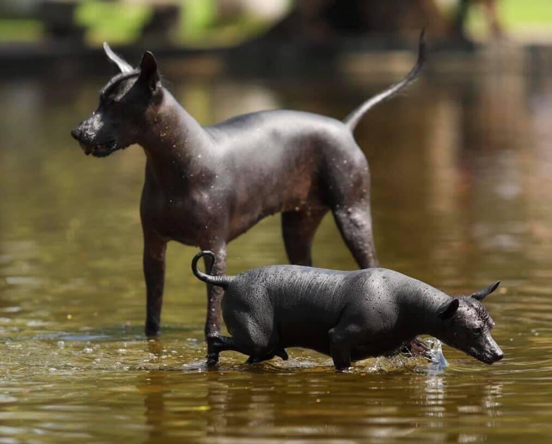 El xoloitzcuintle es un perro endémico mexicano.  - Sputnik Mundo, 1920, 29.10.2022