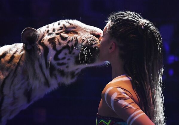 La entrenadora de animales rusa Alisa Nésterova actúa con tigres blancos en el Festival Internacional de Arte Circense &#x27;Princesa del Circo&#x27; en la ciudad de Sarátov, Rusia. - Sputnik Mundo
