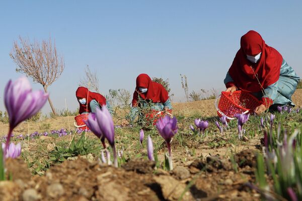 Mujeres en la cosecha de azafrán en Afganistán. - Sputnik Mundo