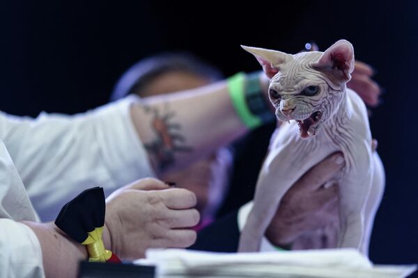 Un juez evalúa a un gato sphynx durante el concurso anual del Gato más bonito del mundo en Machelen, Bélgica. - Sputnik Mundo