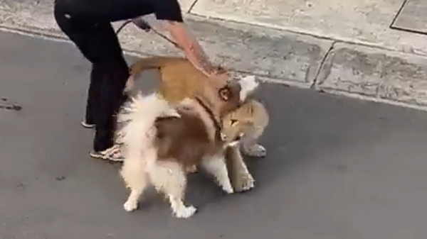 Un cachorro de león asusta a vecinos de México - Sputnik Mundo