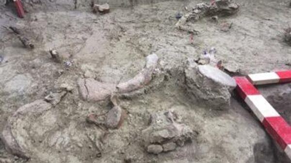 Restos fósiles hallados en Chile  - Sputnik Mundo