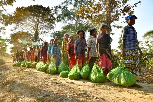 Varios recolectores de té esperan su turno para pesar su cosecha en una plantación en Rangapara, Assam, la India. - Sputnik Mundo