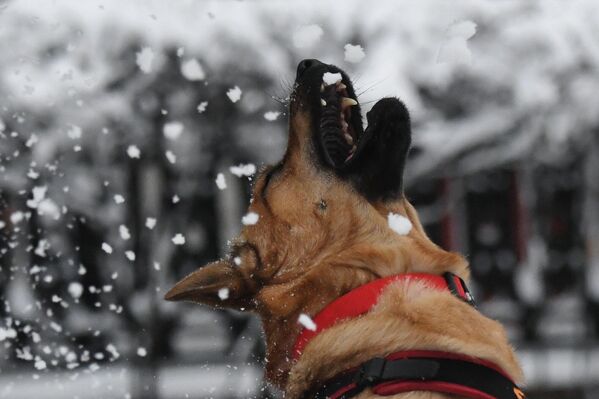 Un perro durante un paseo en Moscú tras la fuerte nevada. - Sputnik Mundo