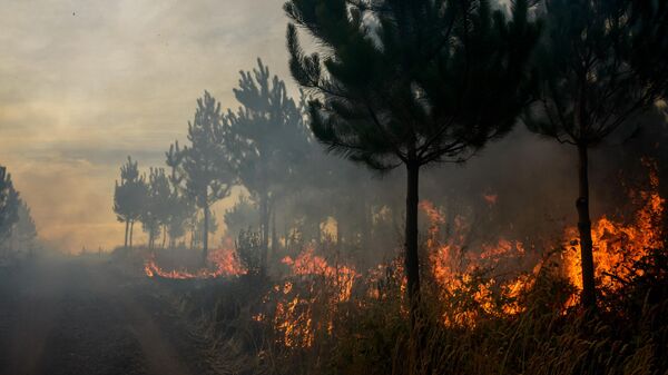 Incendios forestales en Chile  - Sputnik Mundo