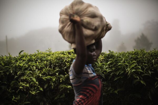 Malaui es el mayor productor de té de África, después de Kenia. Casi todo el té que se cosecha aquí se exporta. - Sputnik Mundo