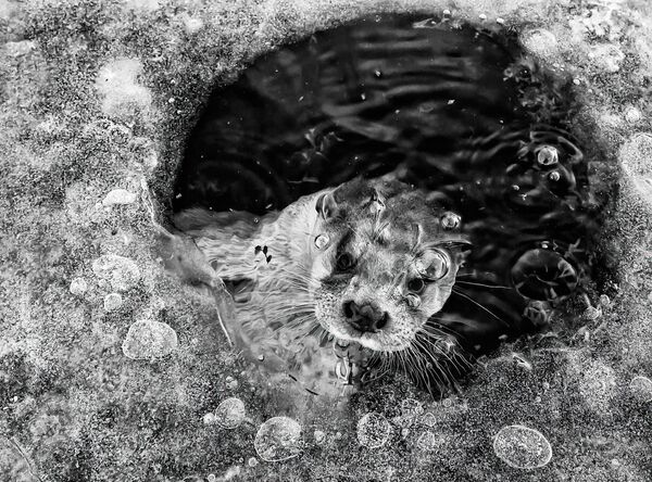 Otter in ice hole (Nutria en agujero de hielo), del fotógrafo neerlandés Ernst Dirksen, fue la ganadora en la categoría blanco y negro. - Sputnik Mundo
