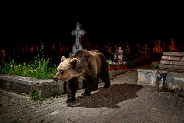 A bear in the backyard (Un oso en el patio trasero), de los fotógrafos neerlandeses David Hup y Michiel van Noppen, se llevó el premio Fred Hazelhoff portfolio. - Sputnik Mundo