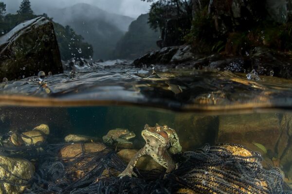 The rain I’ve been waiting for (La lluvia que esperaba), del fotógrafo japonés Kazushige Horiguchi, fue la ganadora en la categoría subacuático. - Sputnik Mundo