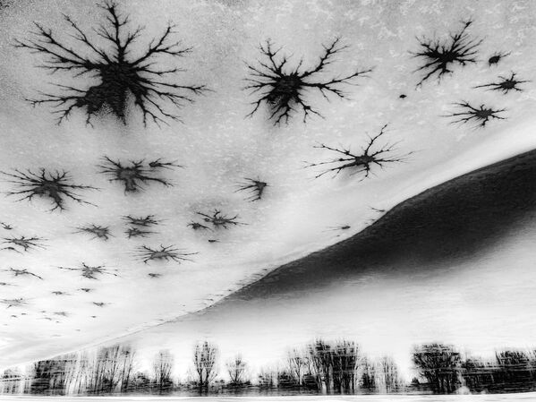 Trees and stars (Árboles y estrellas) del fotógrafo húngaro Csaba Daróczi, ganó en la categoría arte de naturaleza. - Sputnik Mundo