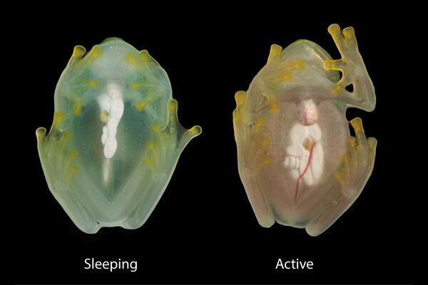 Comparación de una rana de cristal fotografiada durante el sueño y mientras está activa. - Sputnik Mundo