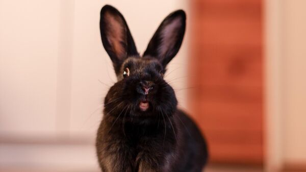 Un conejo negro  - Sputnik Mundo