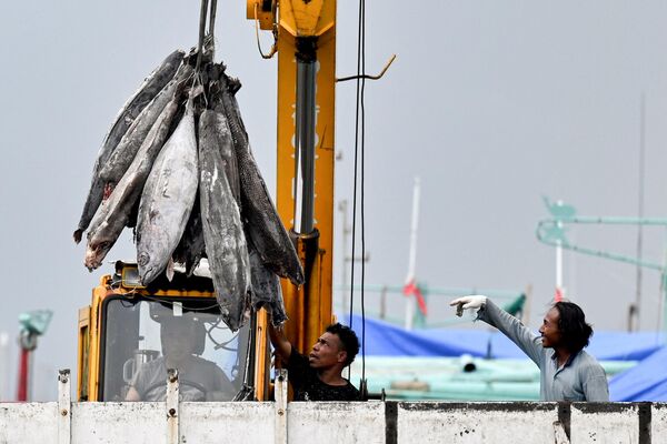 Trabajadores descargan pescado en el puerto de Benoa, en Denpasar, la isla turística indonesia de Bali. - Sputnik Mundo