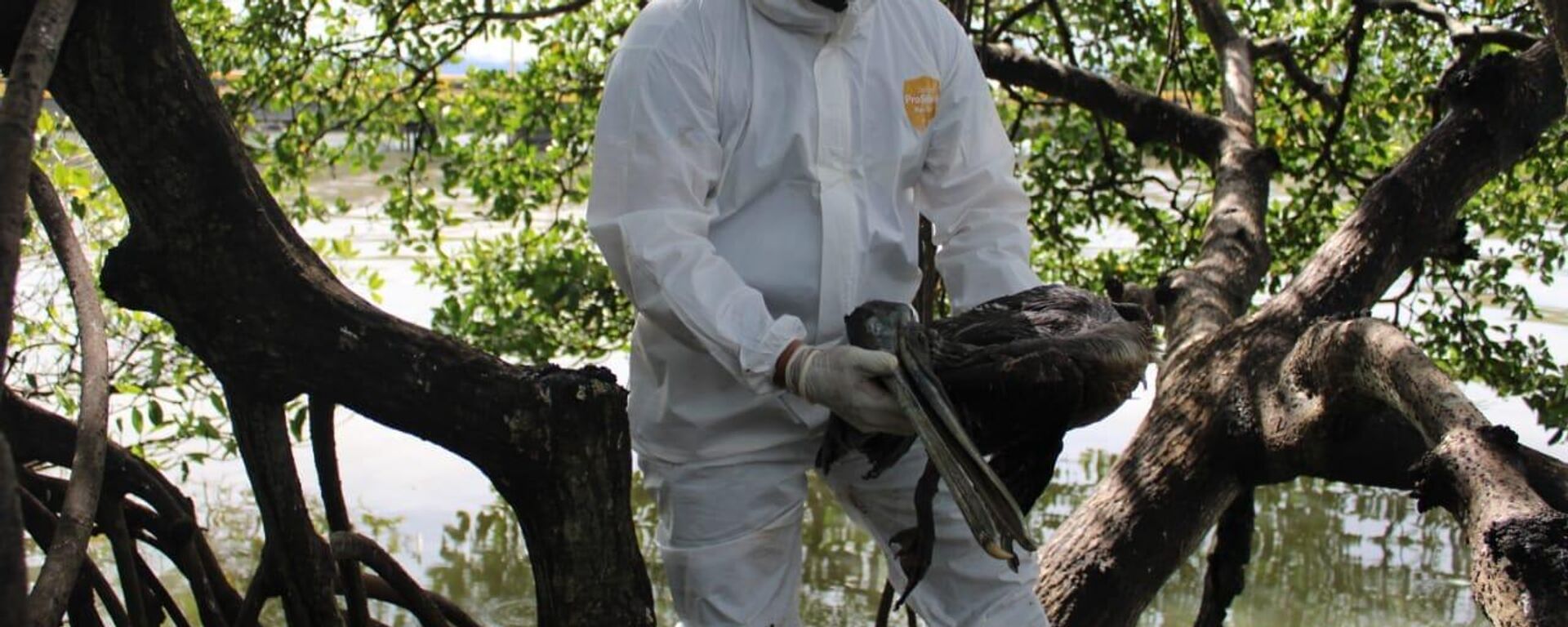 Pelícanos muertos por gripe aviar en Honduras - Sputnik Mundo, 1920, 17.01.2023